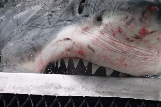 The Great White has a fair few scratches on its fearsome face.