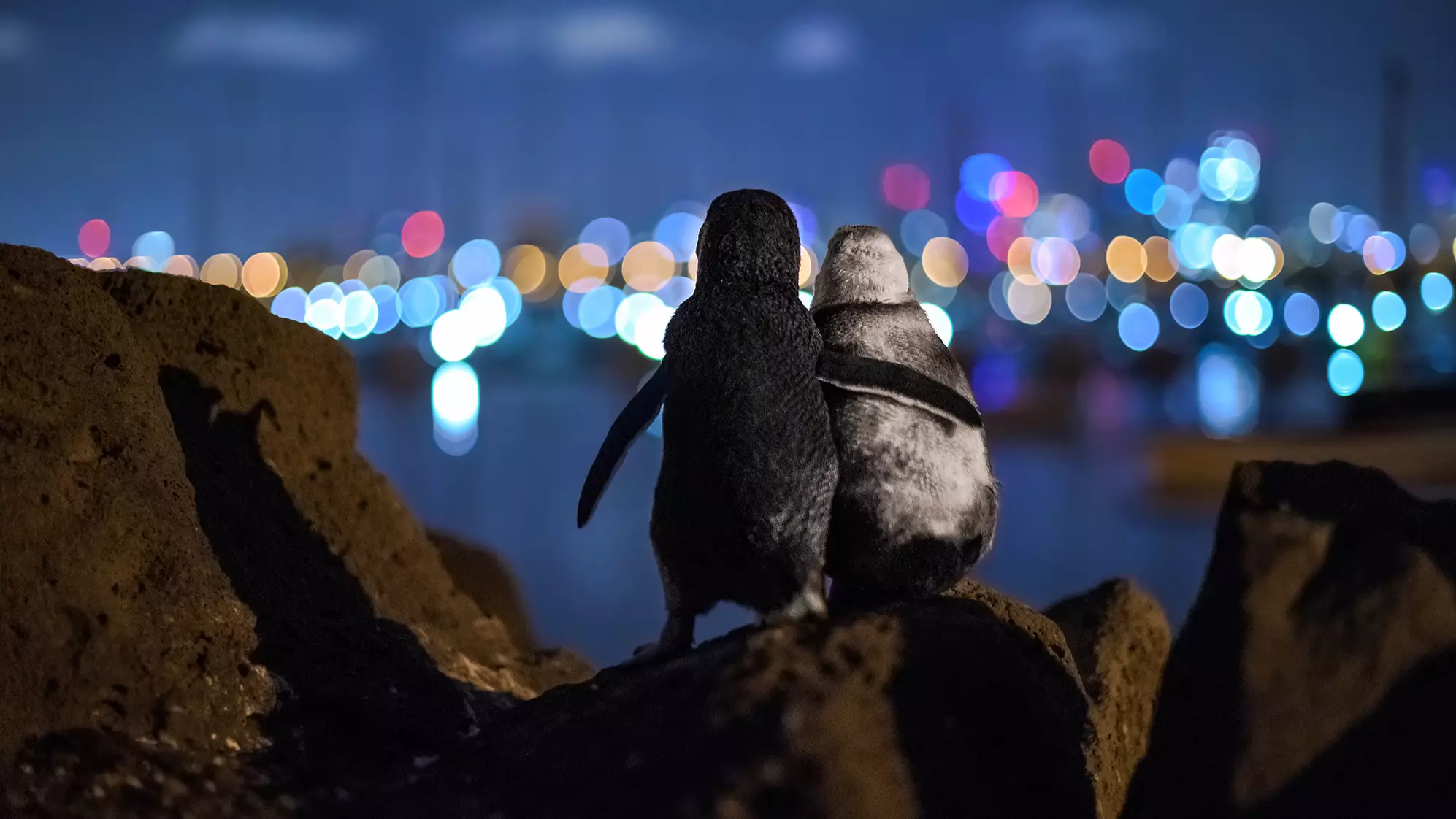 Two Widowed Penguins Comforting Each Other Wins Best Picture Of 2020