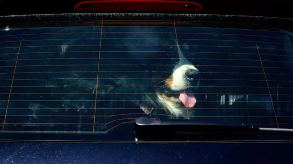 Queenslanders Will Be Fined And Jailed If They Leave An Animal In A Hot Car