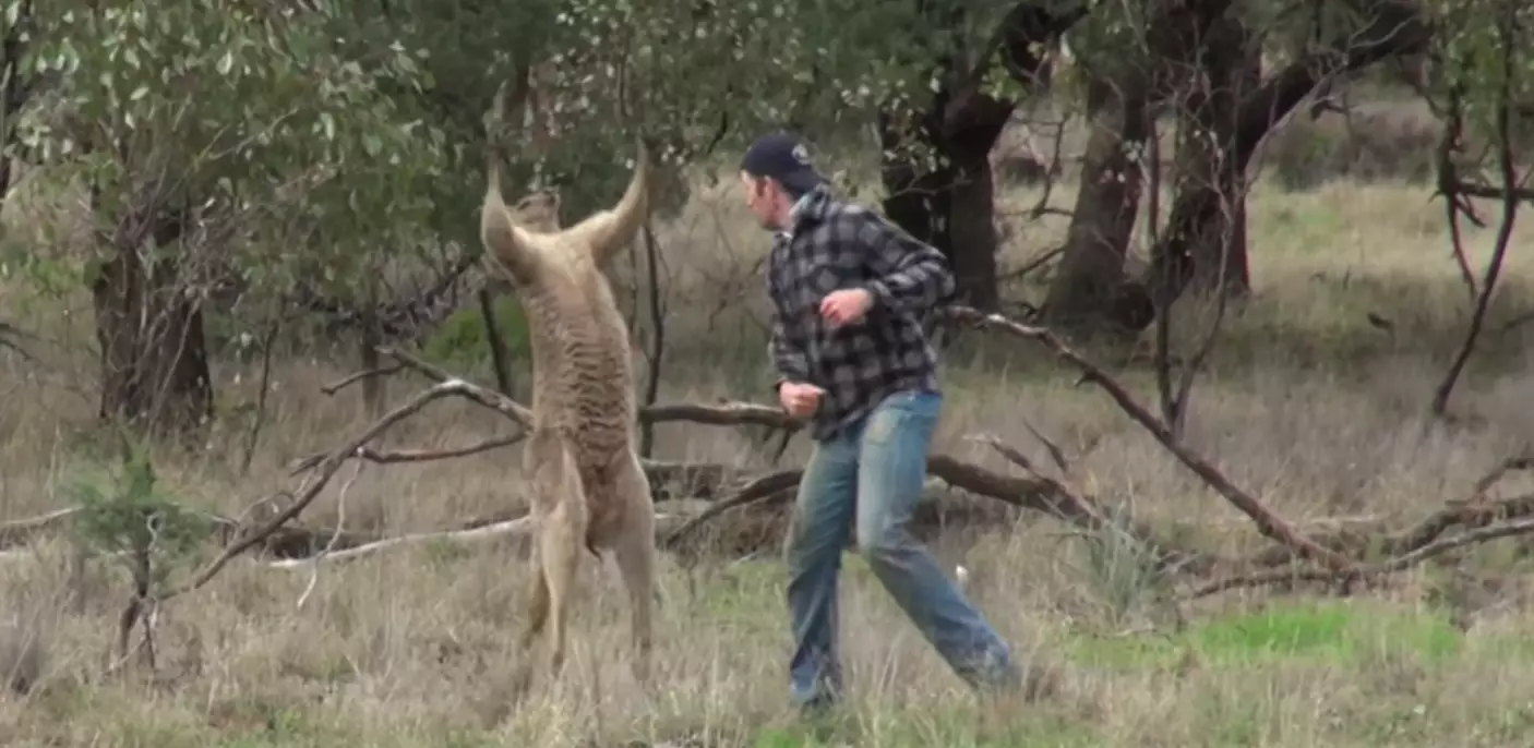 Zookeeper Who Punched Kangaroo In The Face Will Keep His Job