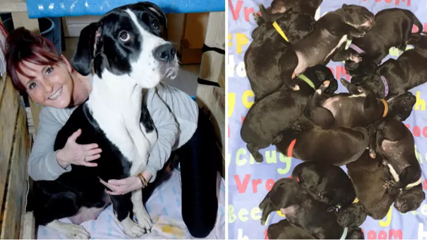 British Dog Breaks World Record After Giving Birth To 21 Puppies