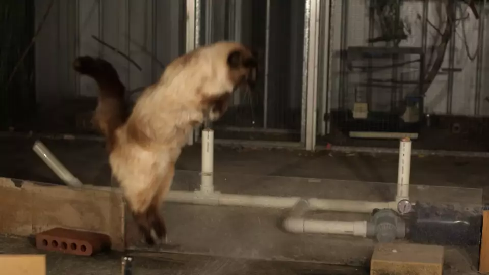Aussie Man Creates Perfect Trap To Stop His Neighbour's Cats Intruding