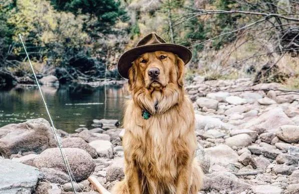 I Haven't Seen A Dog More Worthy Of An Instagram Page Than Aspen The Mountain Pup