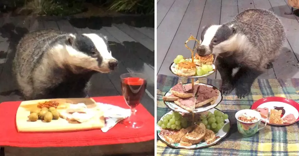 Pampered Badger Family Visit Woman's Garden For Slap Up Dinner Every Night