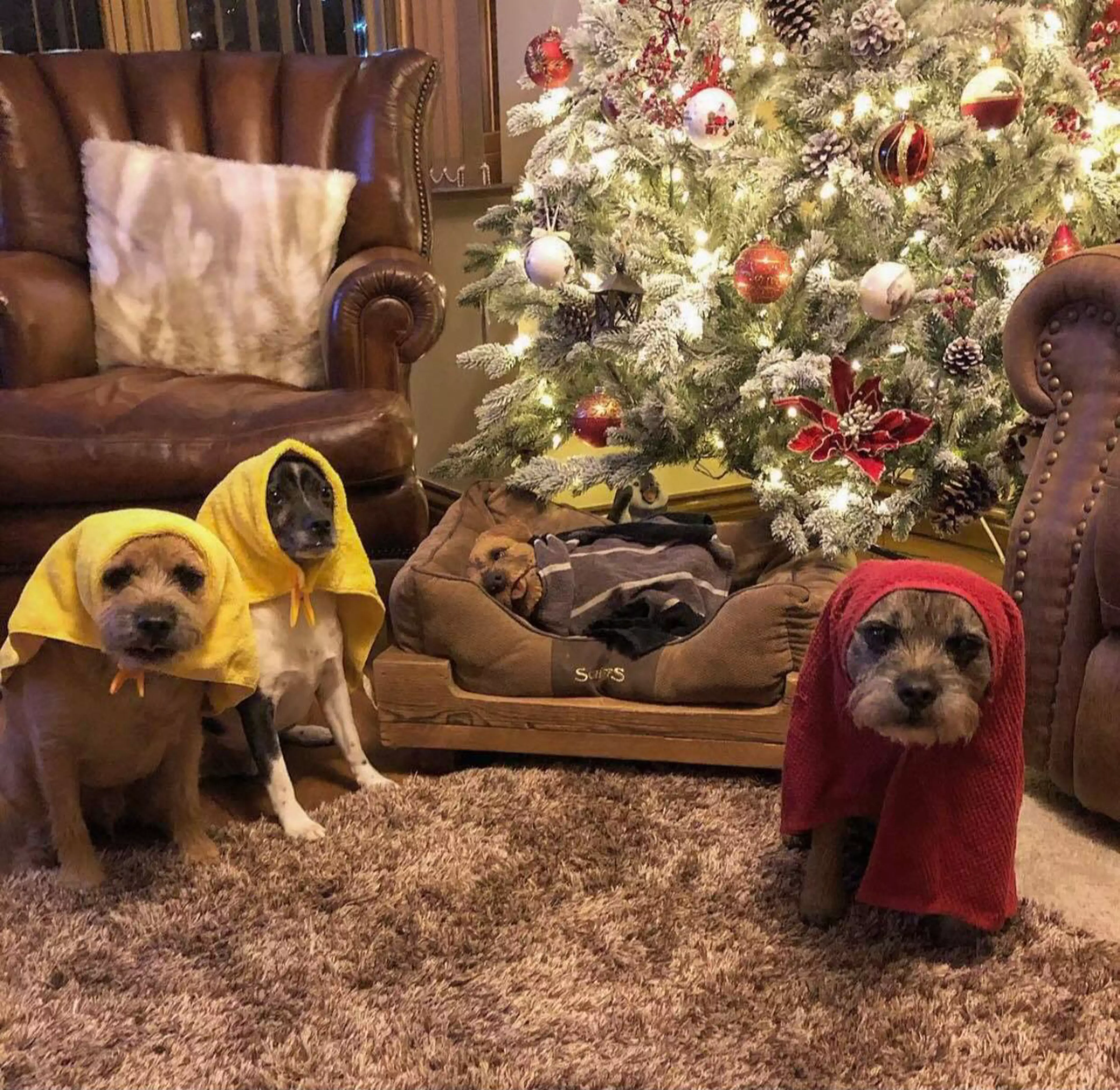 Three pooches have created a hilarious nativity scene - and they look so cute (