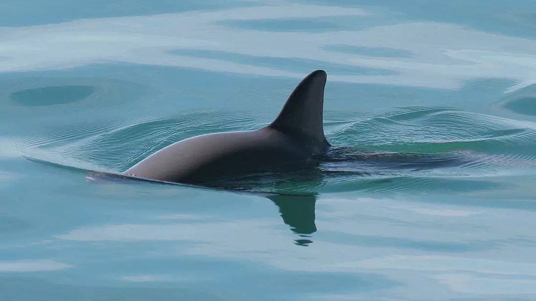 Scientists Say The Vaquita Porpoise Could Be Extinct Within A Year