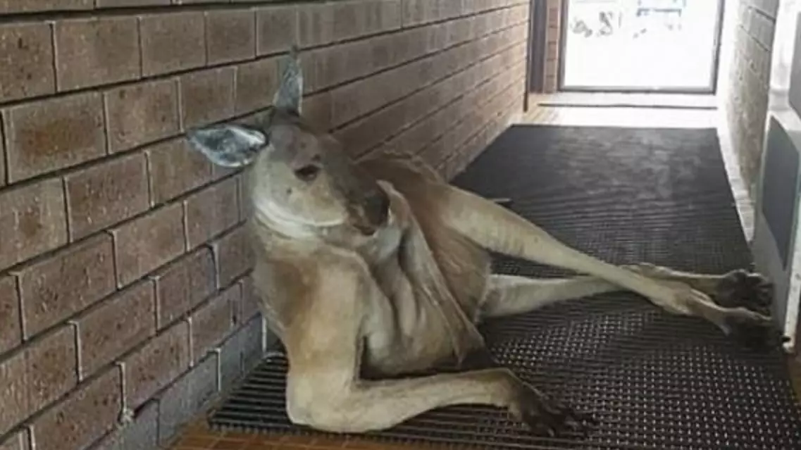 Let's Face It, None Of Us Are As Cool As This Kangaroo 