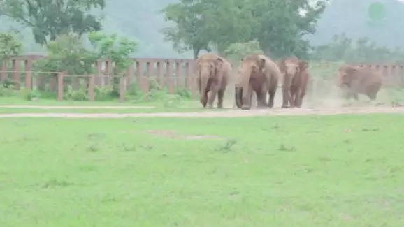 Watch This Herd Of Elephants Greet A Rescued Orphan Baby Elephant 