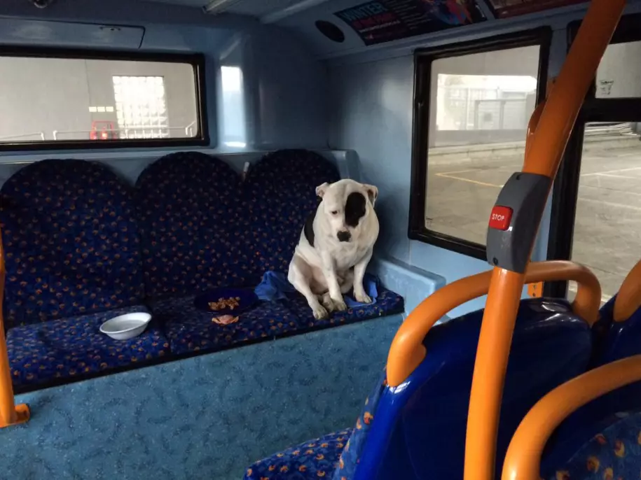 This Abandoned Dog Was Left To Spend An Entire Night On London Bus 
