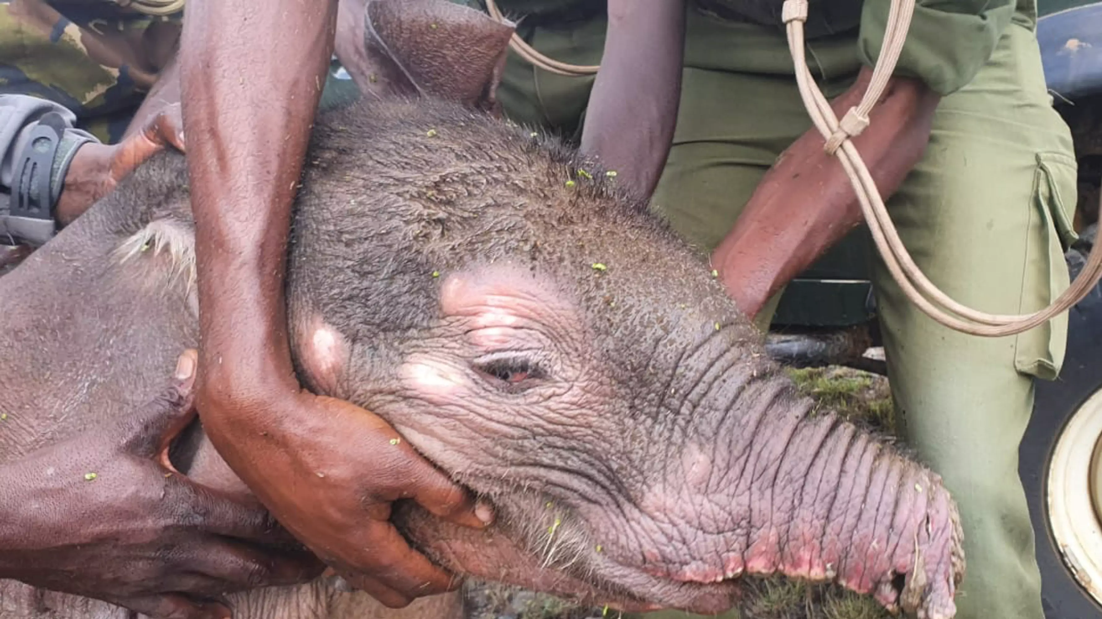 Baby Elephant Left Trunkless After Hyena Attack Has Been Rescued By Orphanage