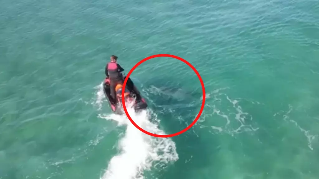 Drone vision captured the moment the three-metre shark attacked.