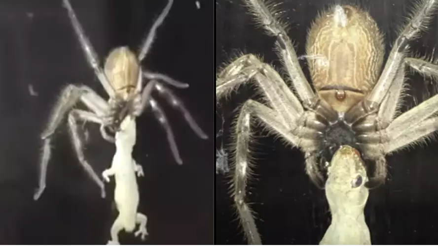 Huge Huntsman Spider Eats Lizard Next To Family Eating A Meal
