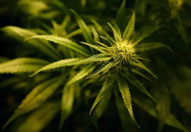 Legalising Cannabis In The UK 'Would Raise £1bn In Tax'