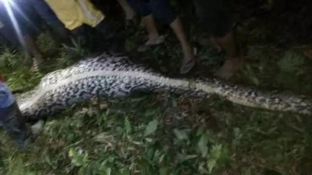 Dead Man's Corpse Is Cut Out Of Giant Python In Chilling Footage