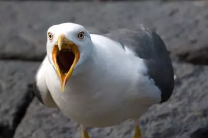 Savage Seagulls Are Stopping The Royal Mail From Doing Its Job