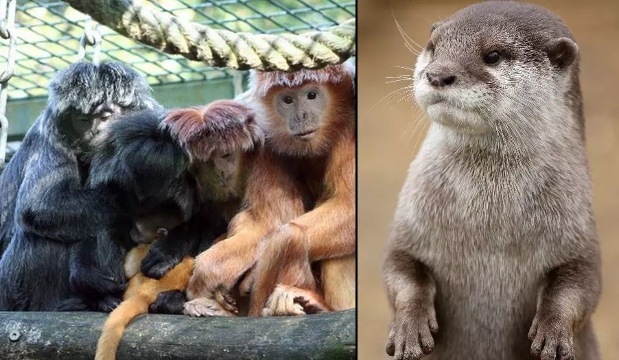 This Video Of A Bevy Of Otters Killing A Monkey Will Devastate You