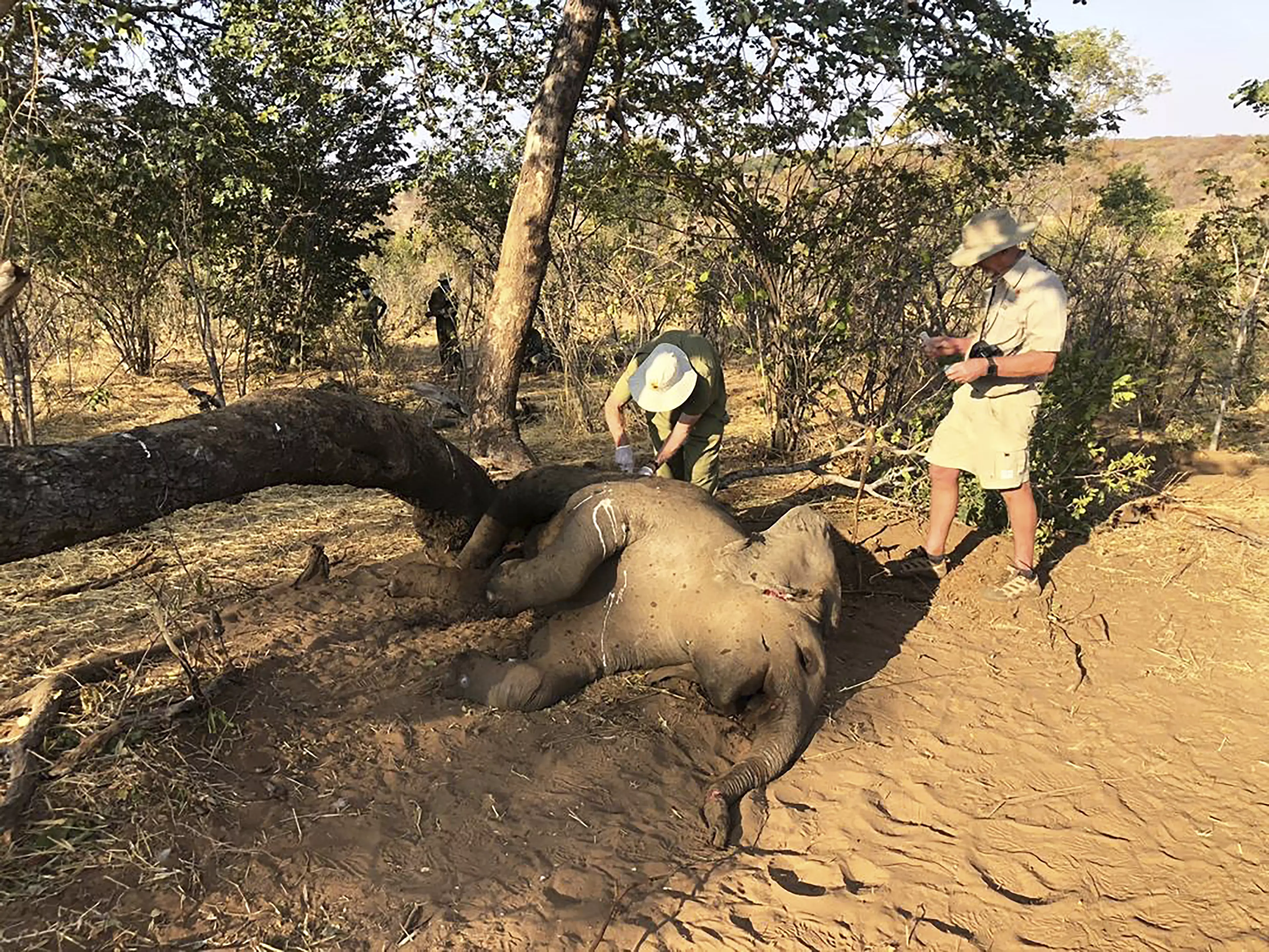 A further 11 elephants have been found dead.