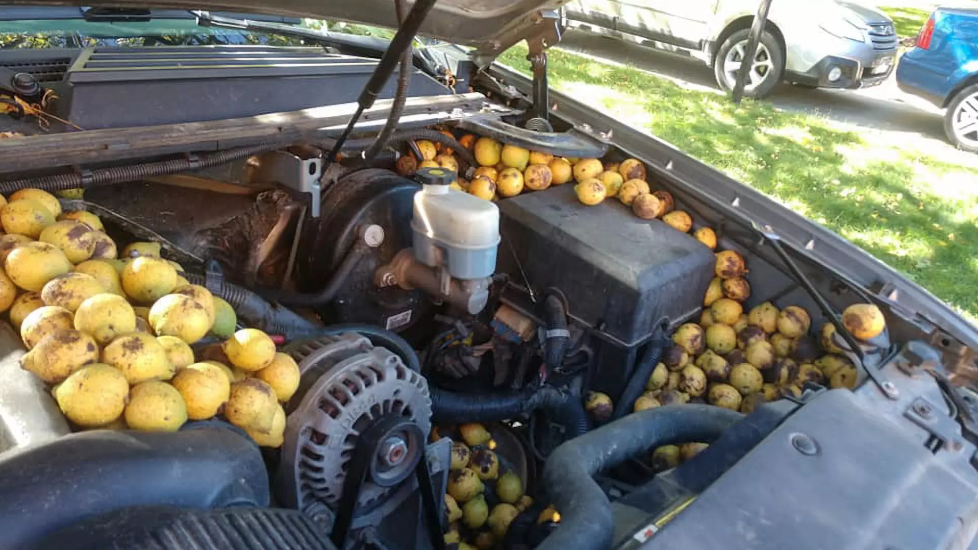 Man Finds A Squirrel Has Stashed 158kg Of Nuts In His Engine