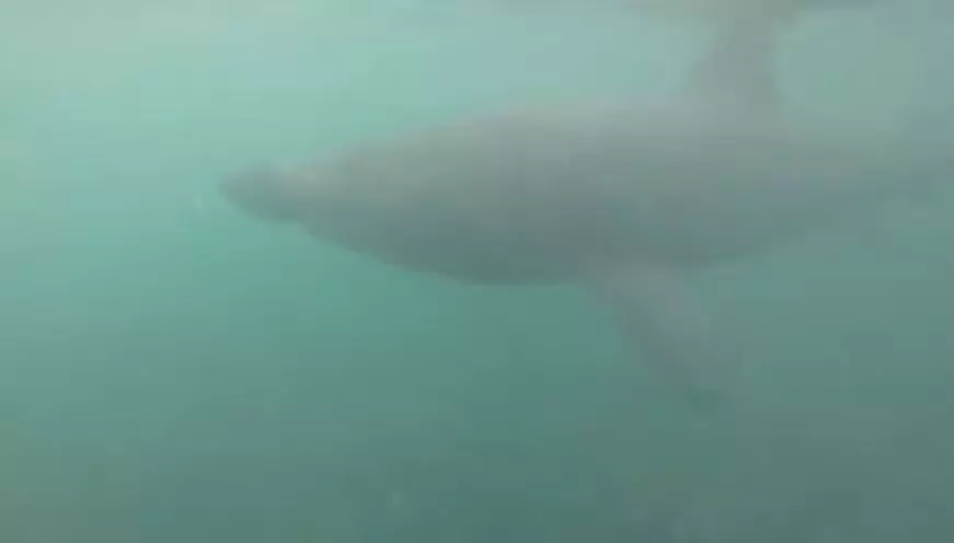 Ryan came within inches of a basking shark off the coast of Scotland.