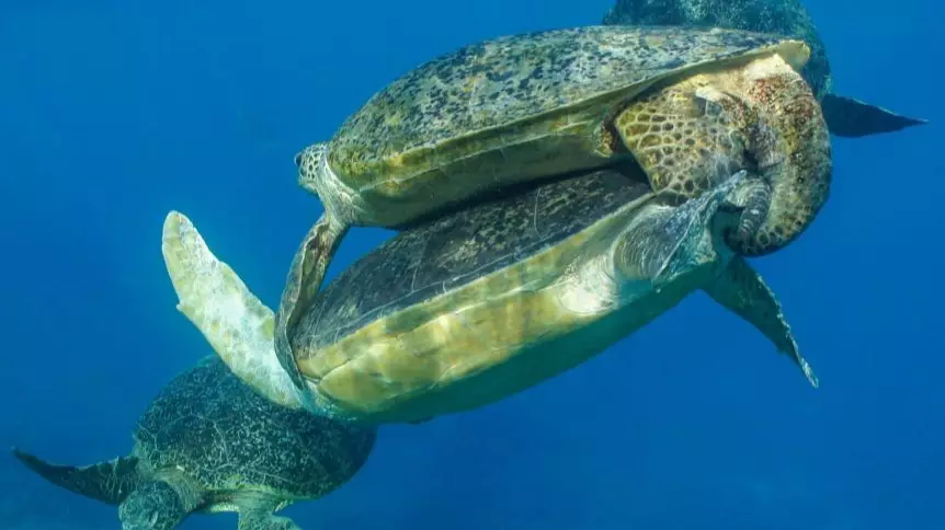 'Crazy' Sea Turtle Sex Frenzy Is Happening Off The Coast Of Australia