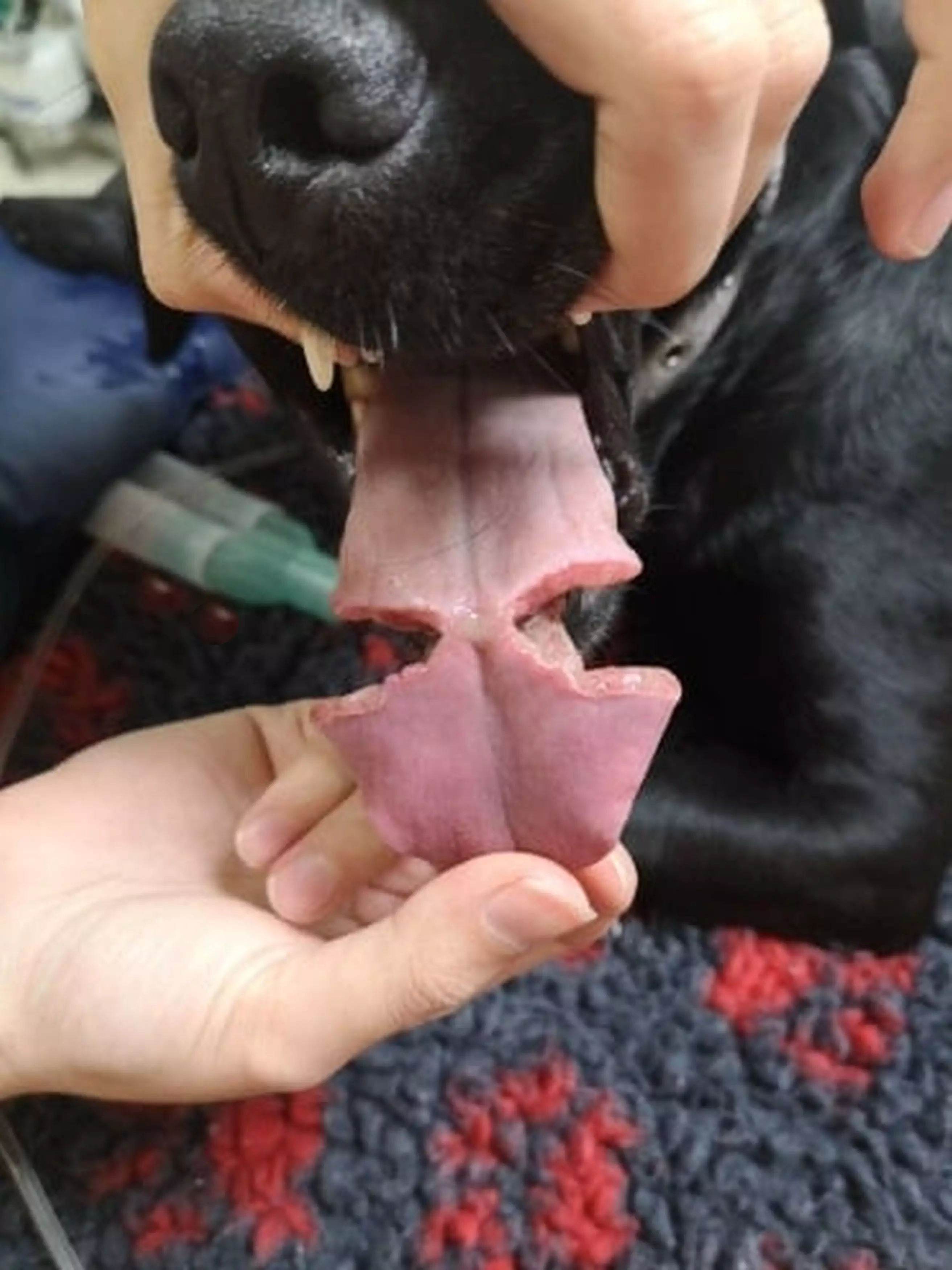 Poppy's tongue after she got it stuck.