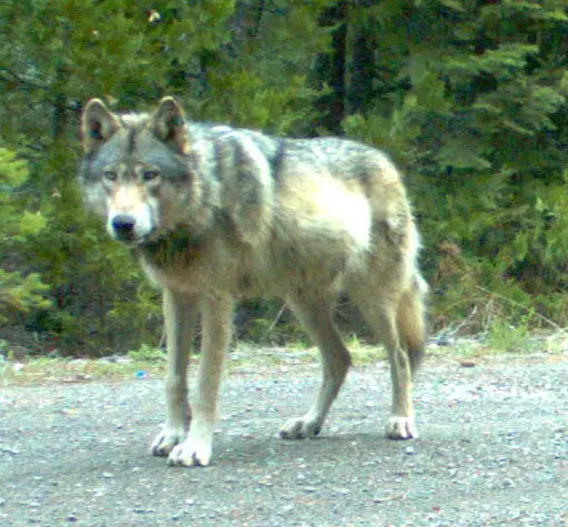 The late OR-7, who was believed to be the first confirmed wolf in California since 1924.