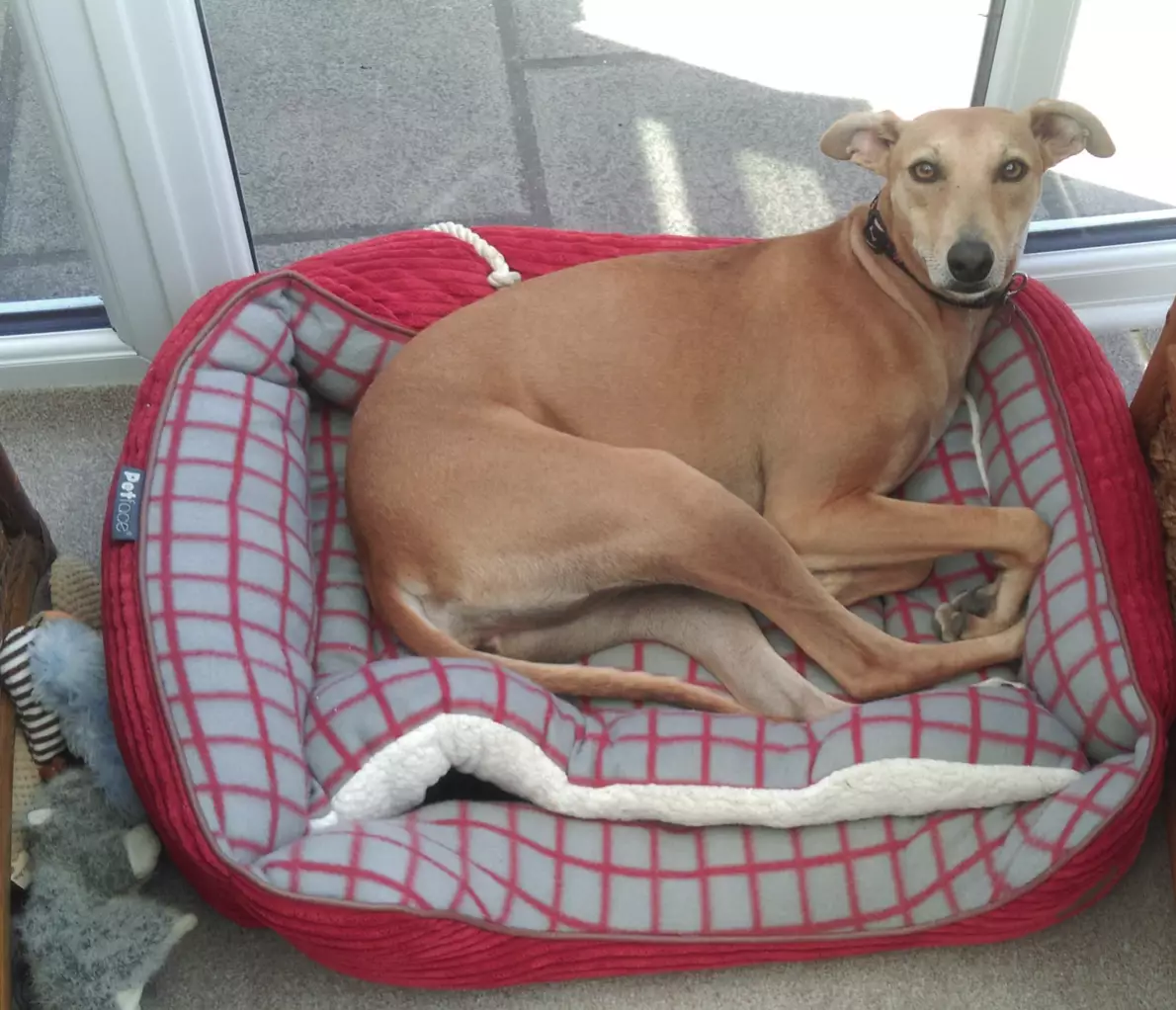 Lily has now been re-homed (