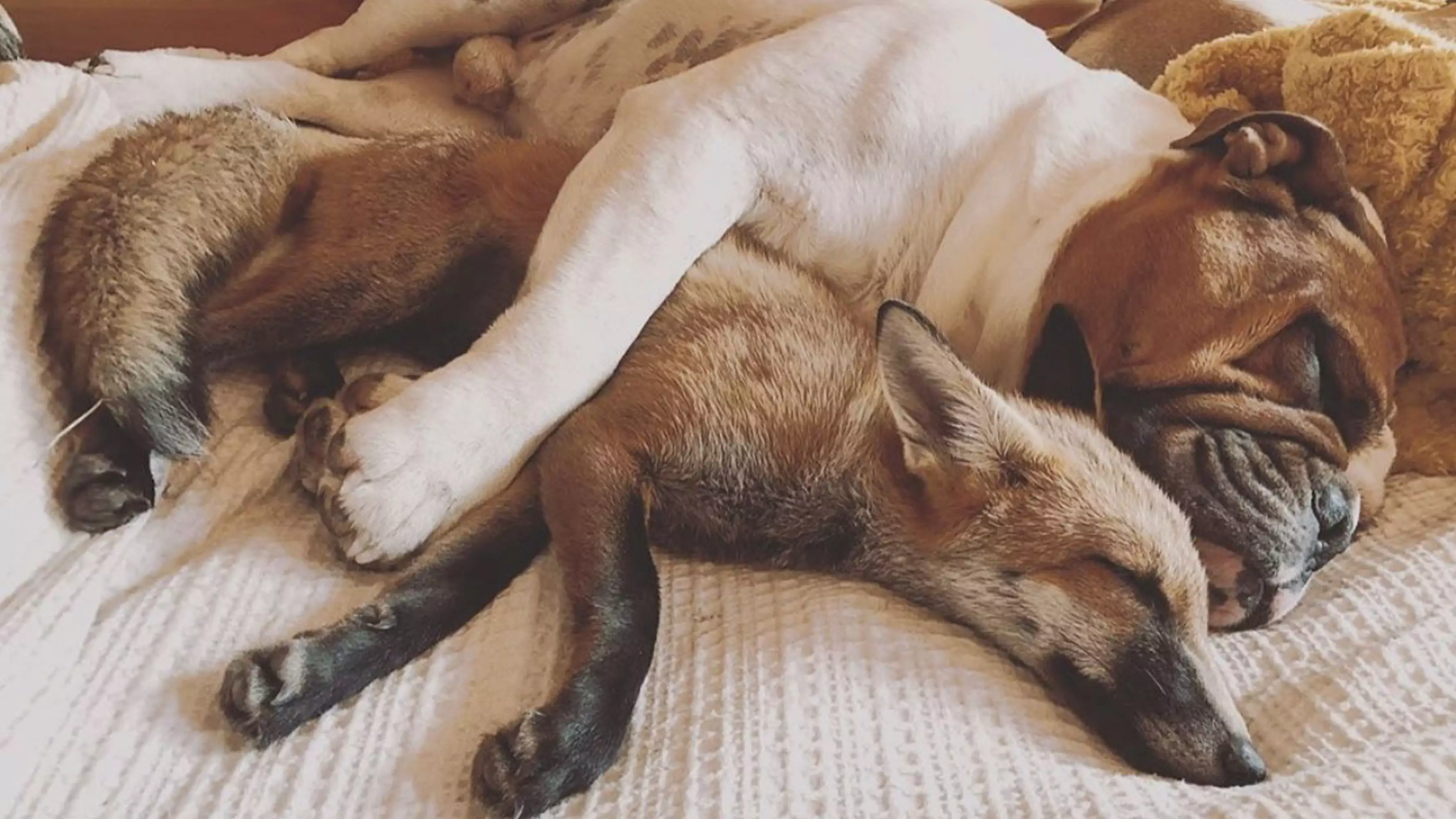 Adorable Fox And Hound Bring Disney Movie To Life