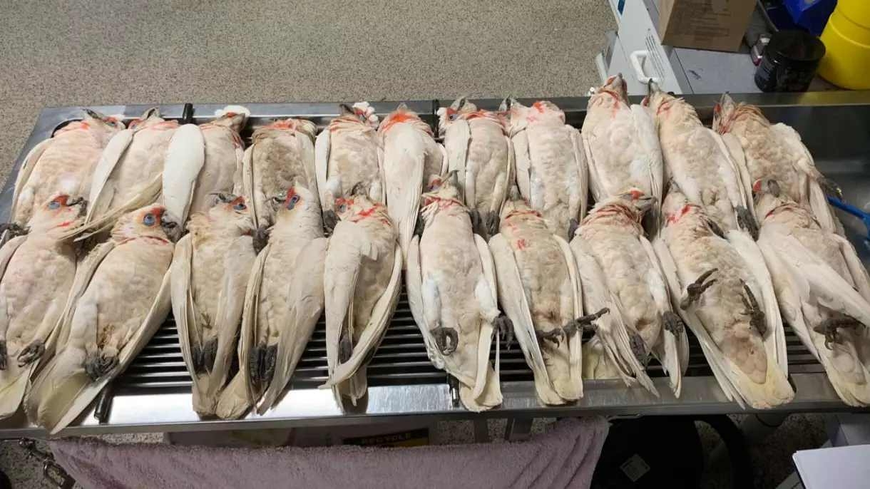 Dozens Of Cockatoos Found Mysteriously Dead With Blood Running From Their Eyes