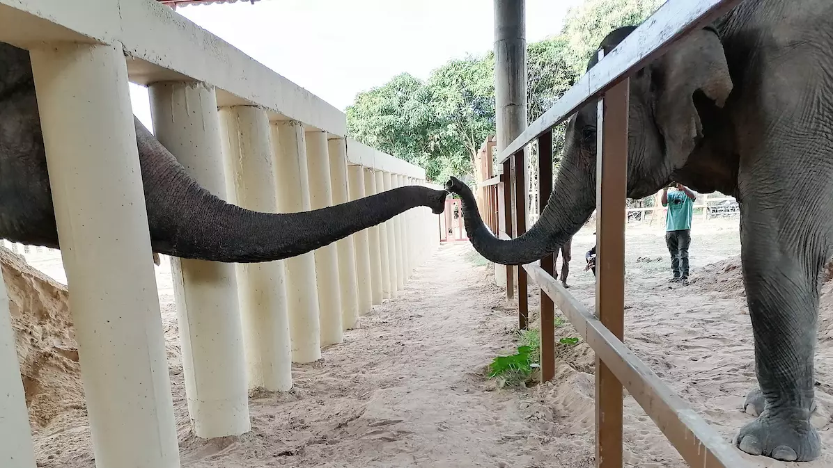 'World's Loneliest Elephant' Makes First Friend In Eight Years At New Home In Cambodia