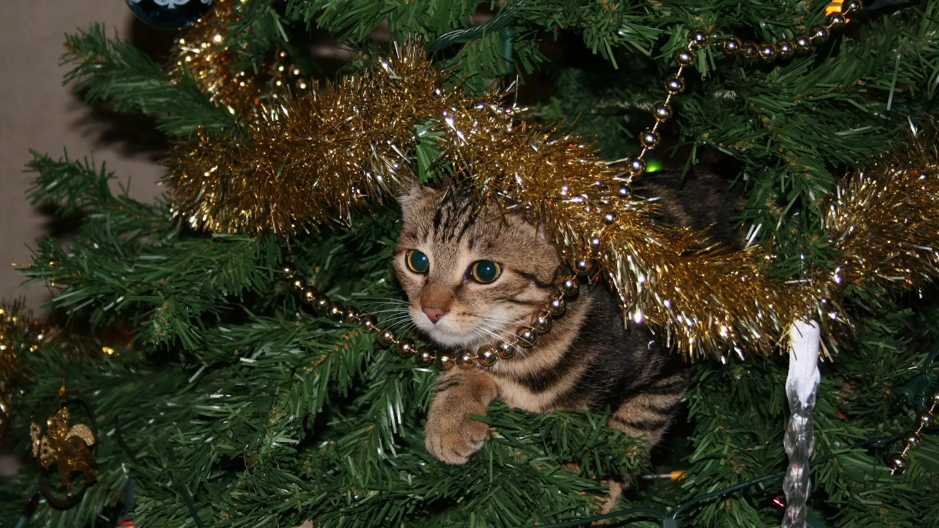 You Can Now Get Real Cat-Proof Christmas Trees