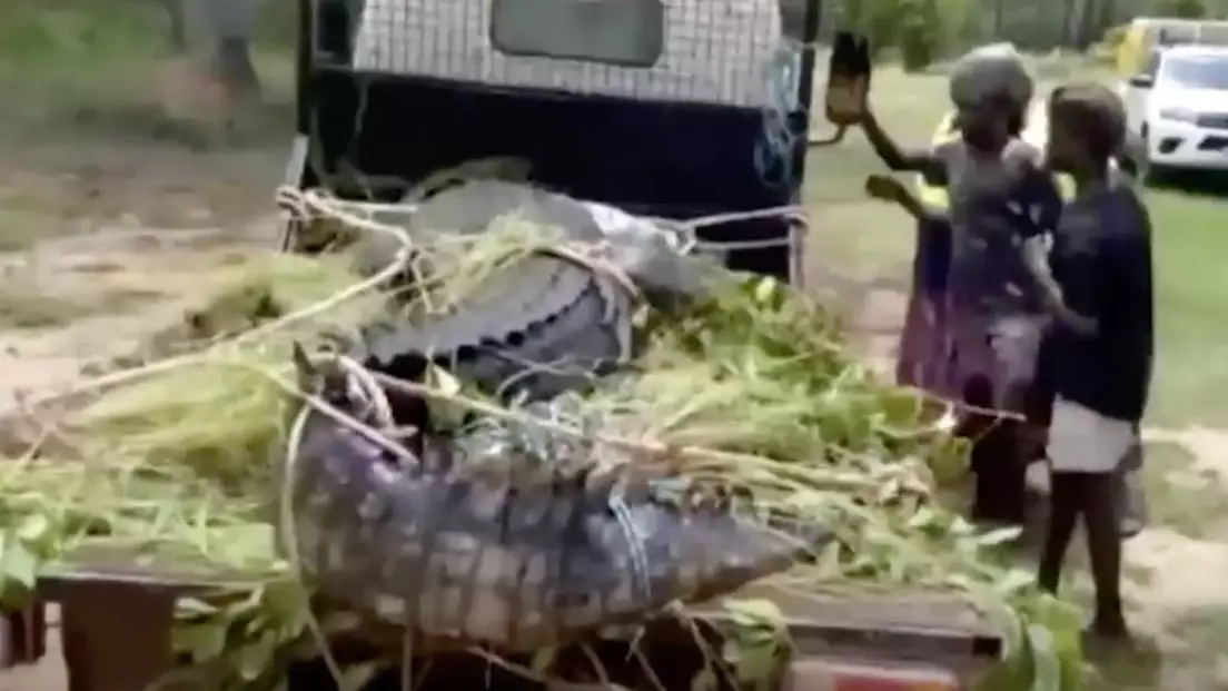 Aussie Cops Throw 600kg Croc Into Jail For Eating Dogs In Northern Territory