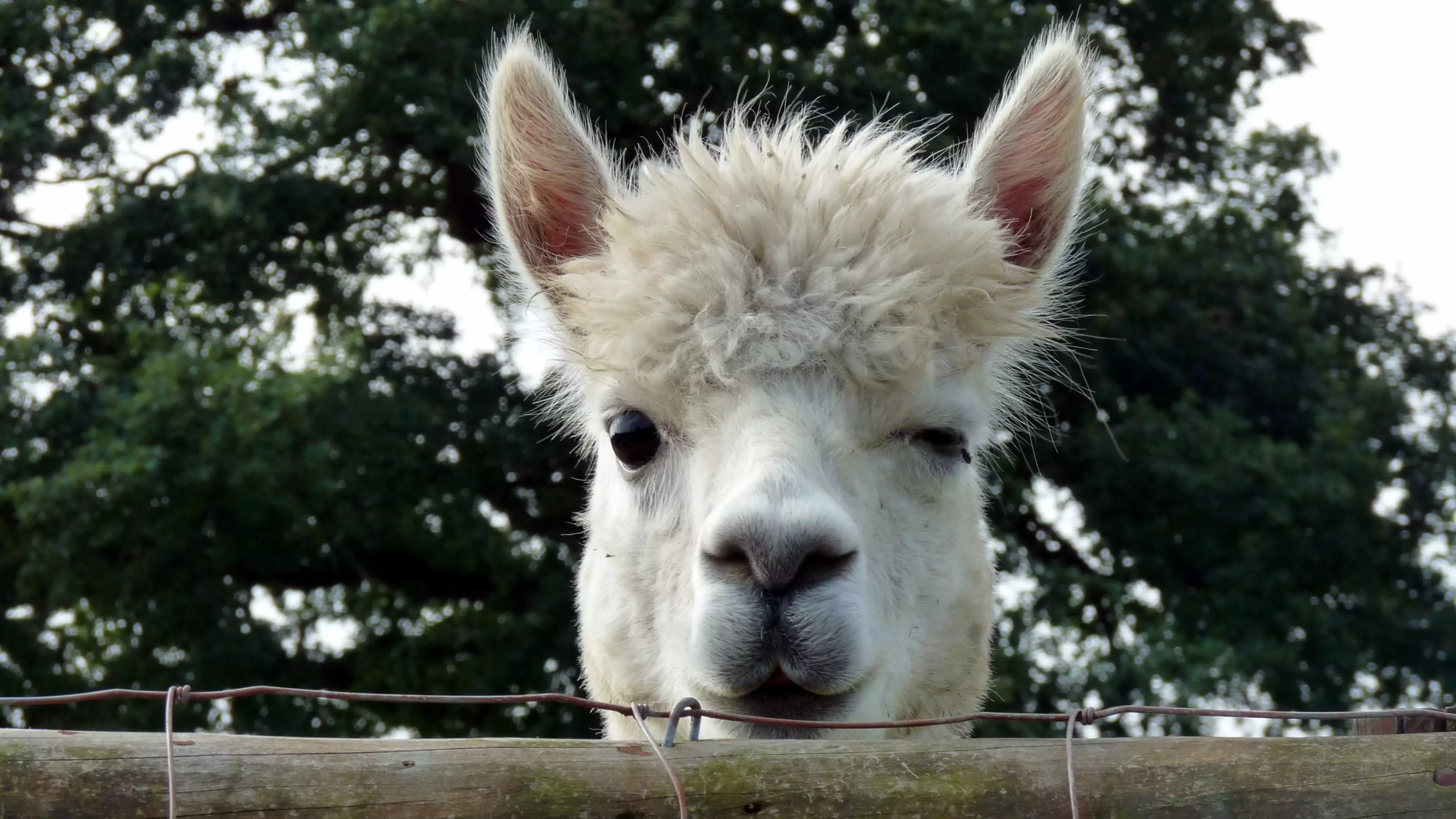 You Can Stay With Alpacas At This Gorgeous Irish Farm