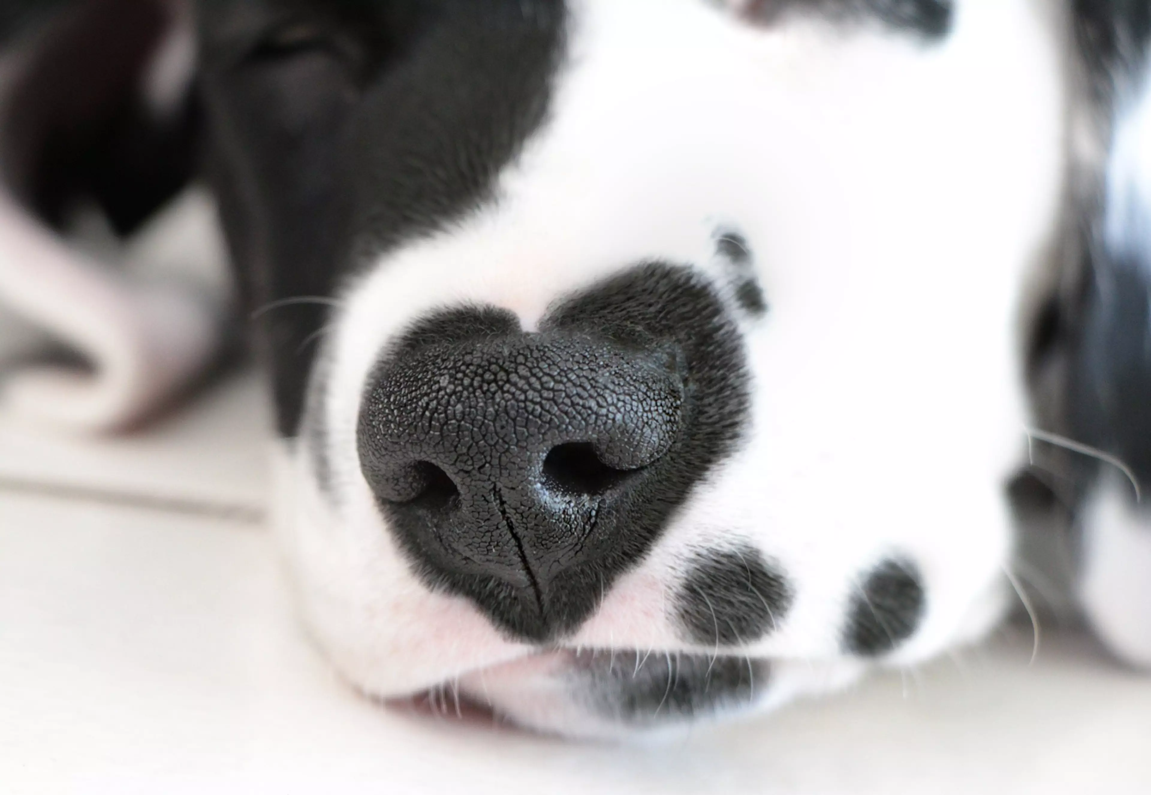 Rorschach's unique heart-shaped markings make him one of a kind (