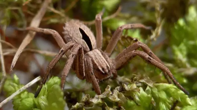 Spider Believed To Be Extinct Found In UK Park 
