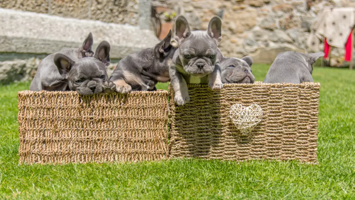 Litter Of Six French Bulldog Puppies Worth An Incredible £16,200
