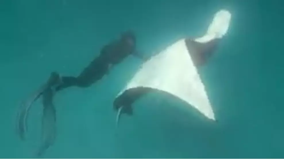 Footage Captures Injured Manta Ray 'Approaching Diver For Help'