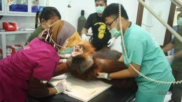 Orangutan Left Blind After Being Shot 24 Times With Air Rifle