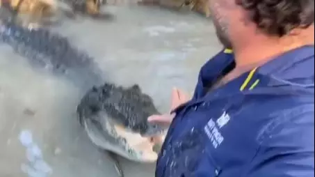 Australian Man Pushes Away Huge Crocodile As It Stalks Him In River