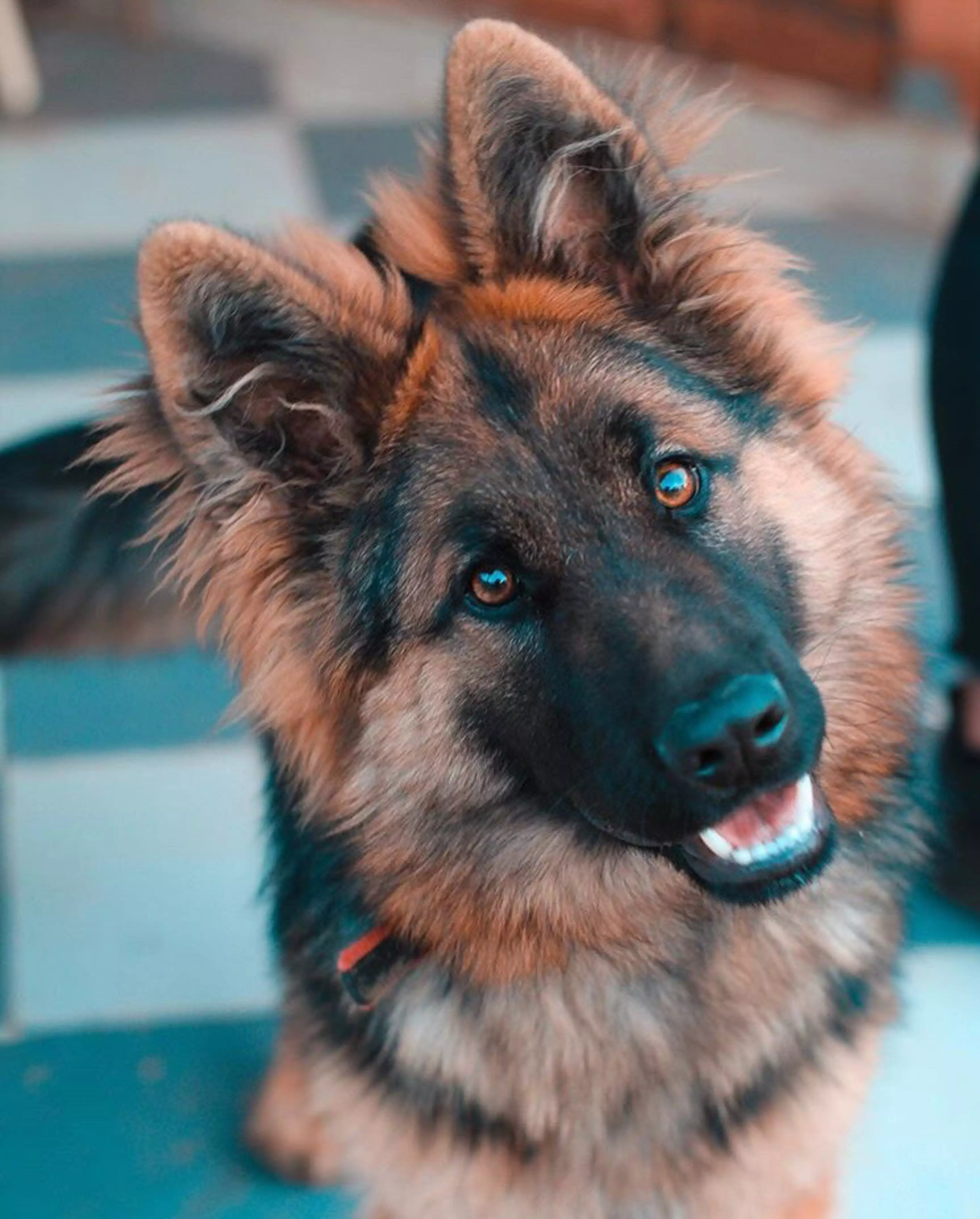 The German Shepherd breed was found to be less aggressive than smaller dogs (