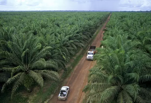 Natural rain forest are destructed for palm oil plantations.