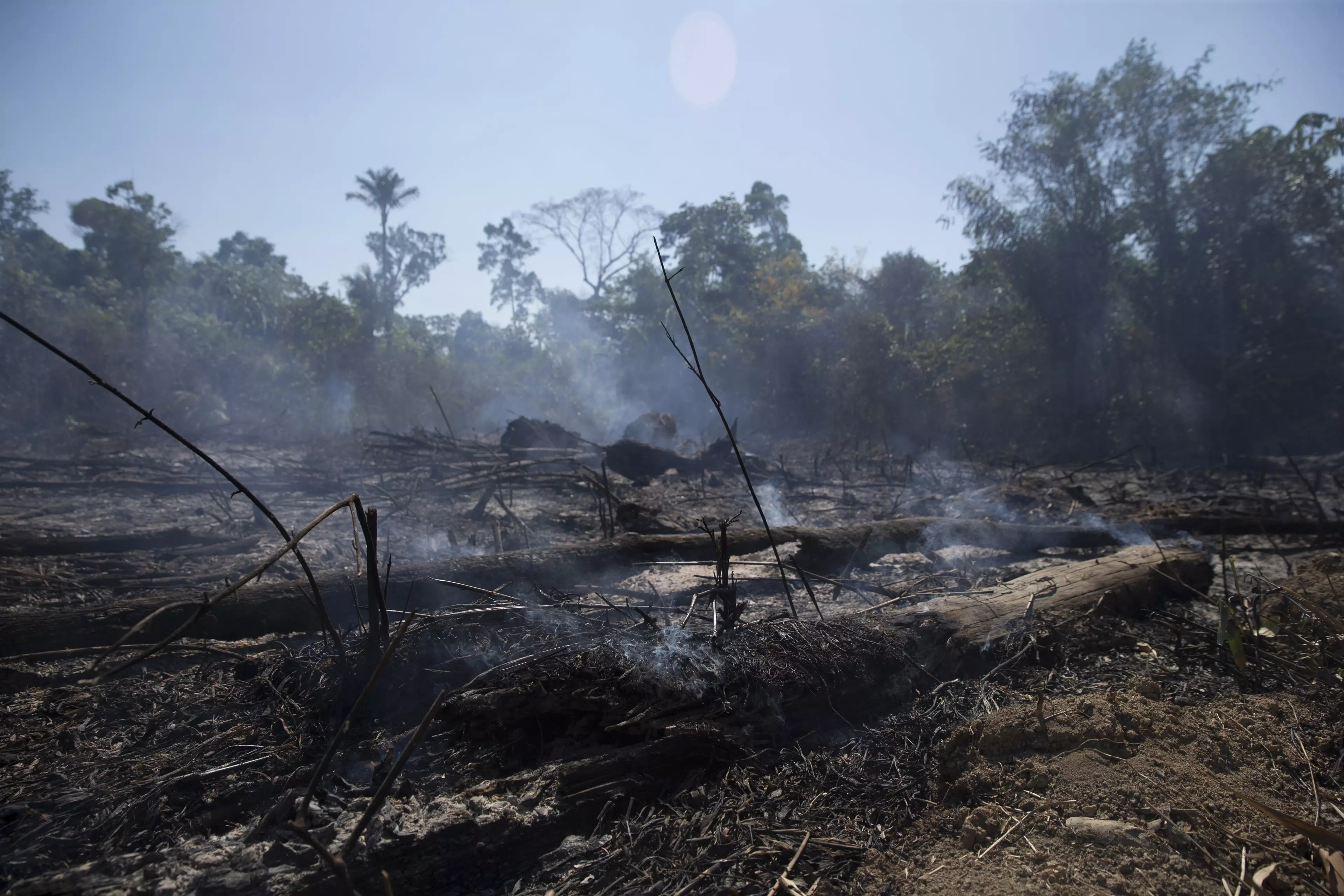 The Amazon rainforest after a fire in 2019 (