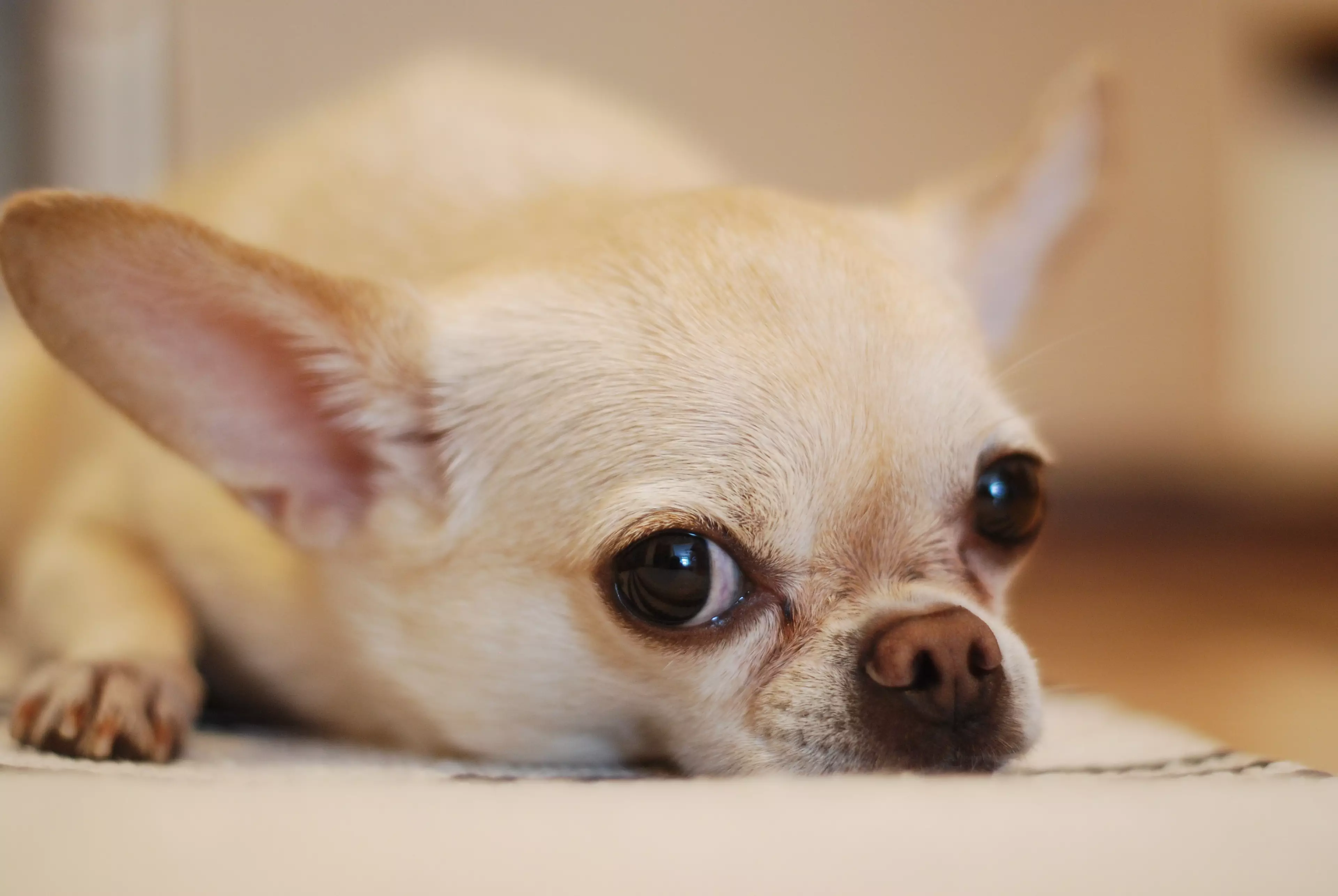 For small breeds like chihuahuas large amounts of chocolate can be deadline (