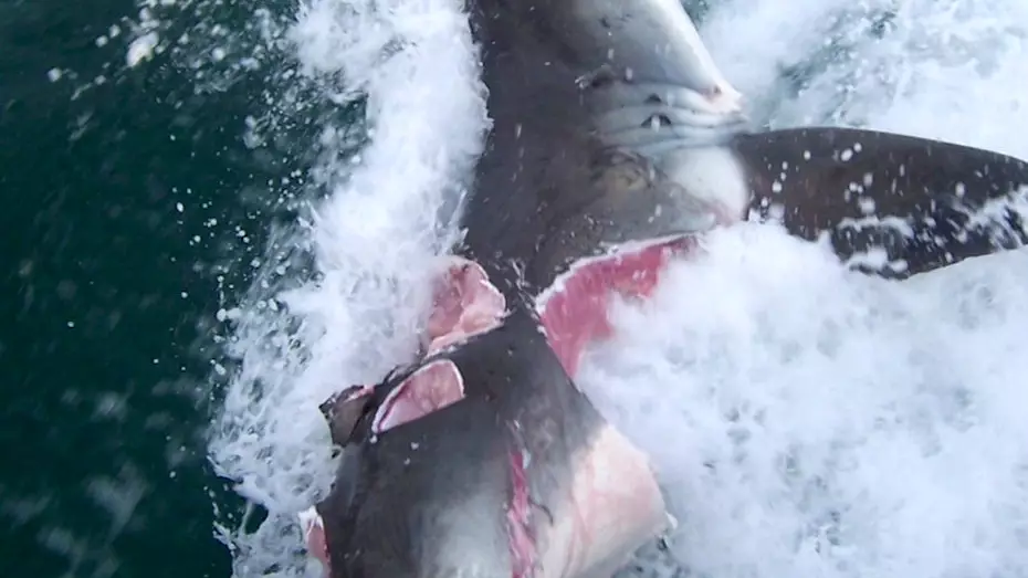 Two Great White Sharks Bite Giant Chunks Out Of Each Other In Frenzied Attack