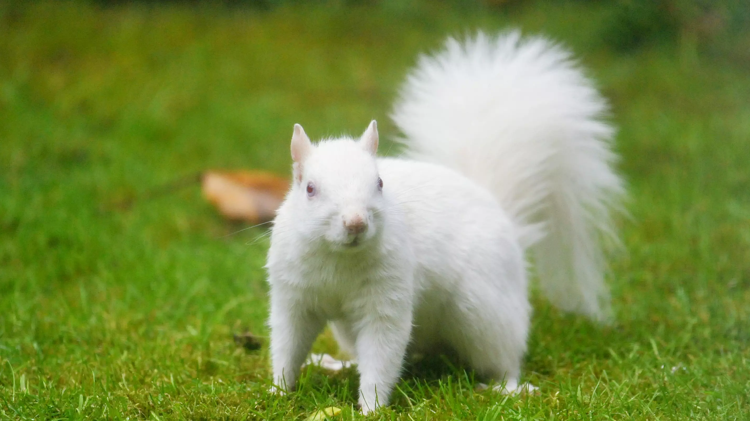 Stunning Pictures Of Rare Albino Squirrel Scavenging For Food In Family's Garden