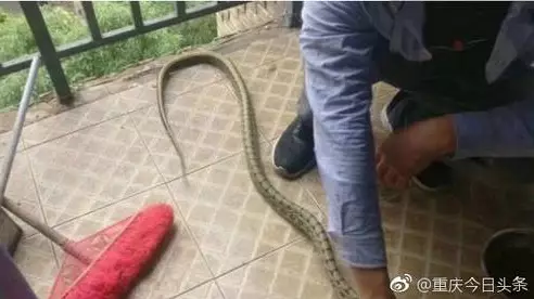 ​Snake Sneaks Into College Dorm And Reportedly Ends Up As Students' Dinner