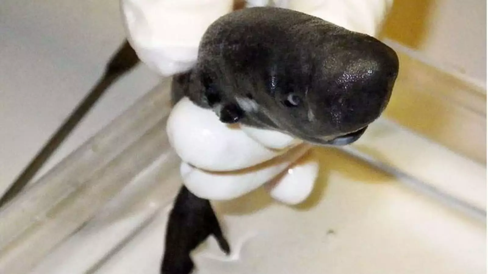 Meet the tiny pocket shark
