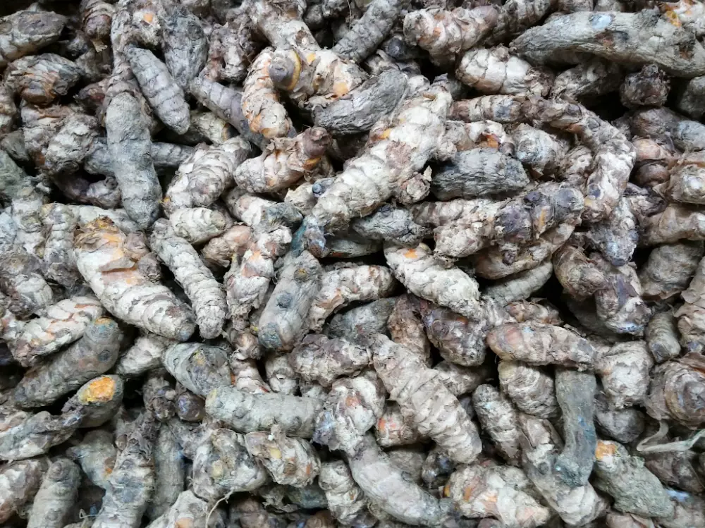 Turmeric root.