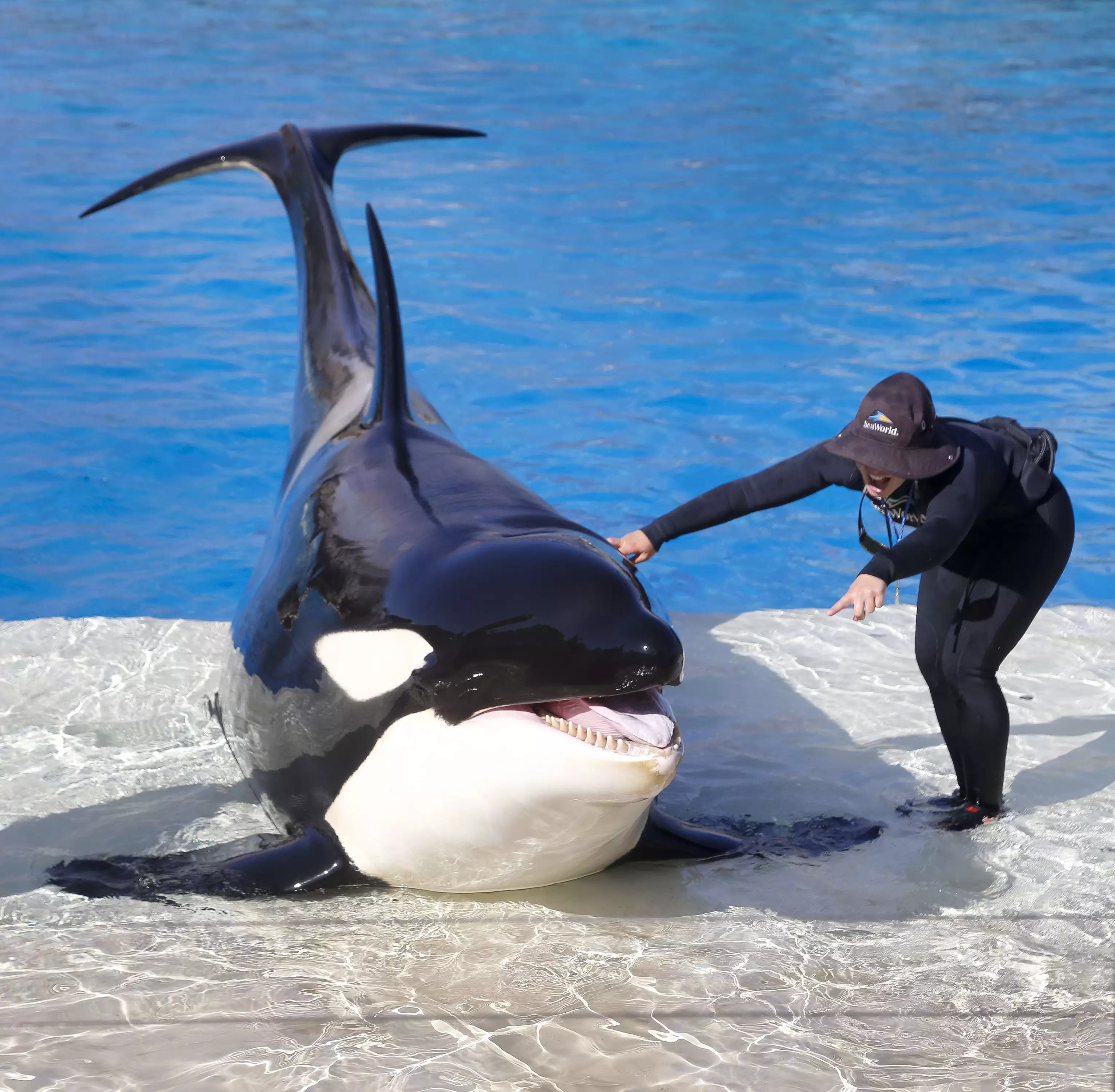 SeaWorld is in the process of phasing out orca use at its parks.