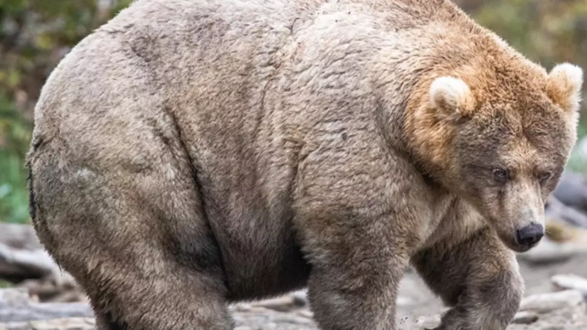 Absolute Chonker '435 Holly' Has Been Named America's Fattest Bear